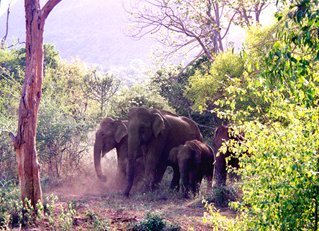 Thekkady